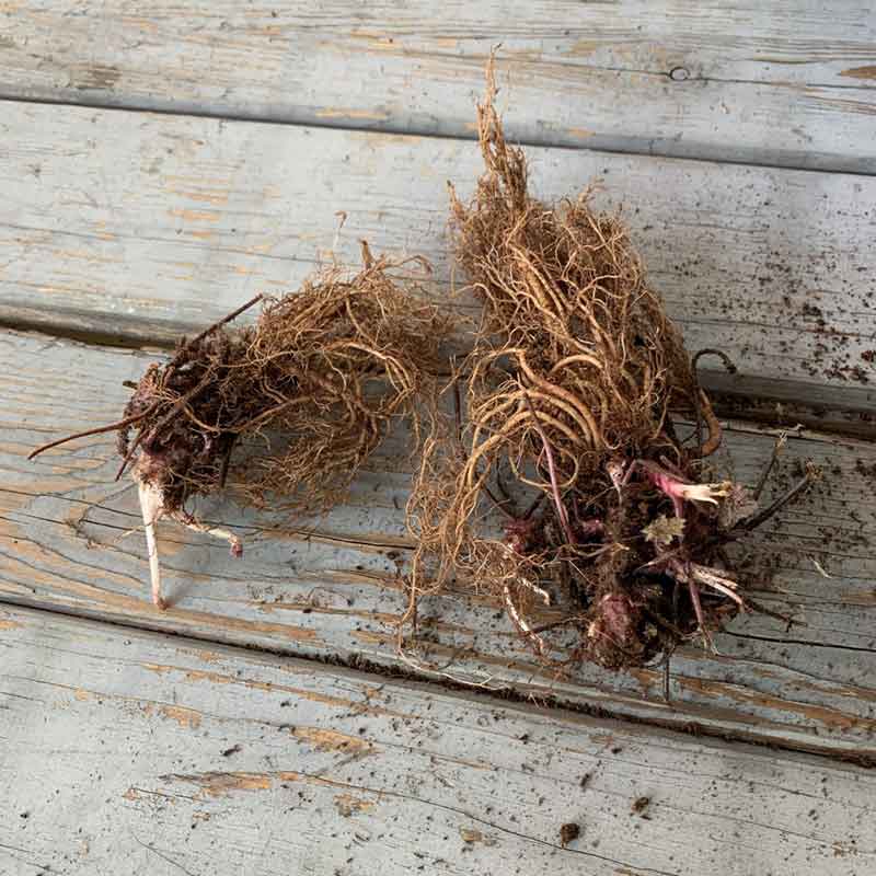 heuchera roots