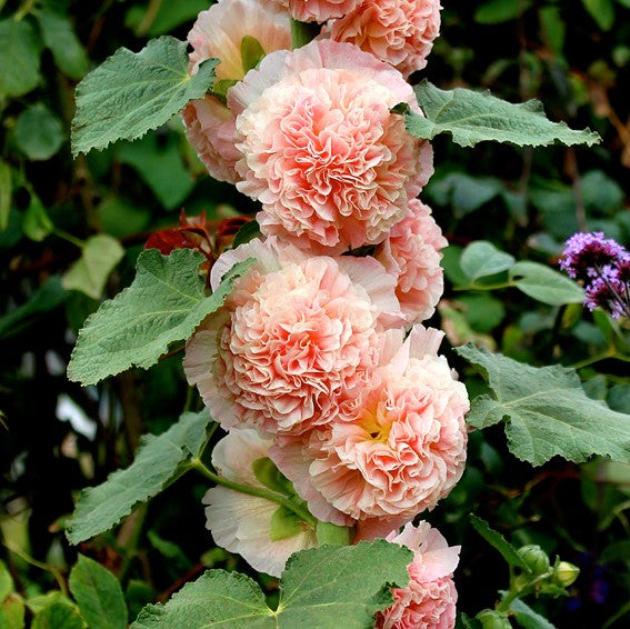 Alcea rosea Chaters Double Salmon Pink 50 Seeds Hollyhock 