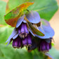 honeywort purple