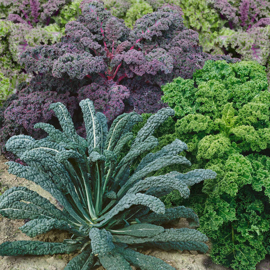 kale garden blend