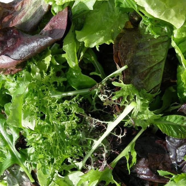 gourmet salad blend lettuce 