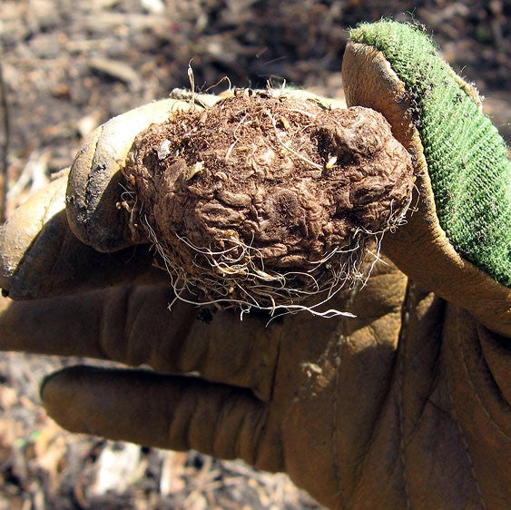 liatris bulbs