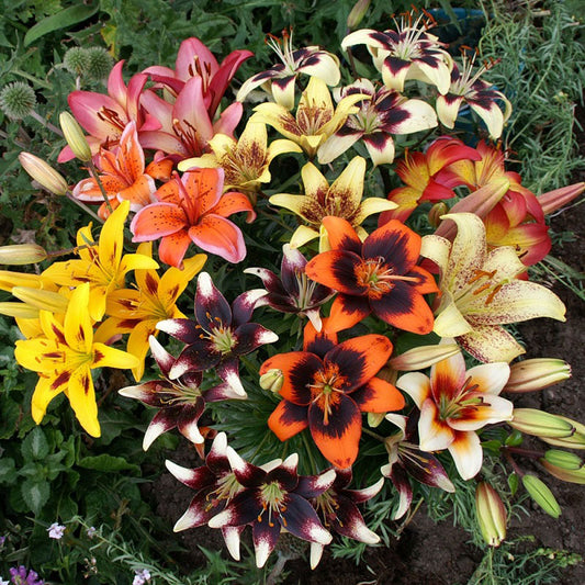 asiatic lily tango mix