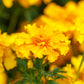 african marigold 