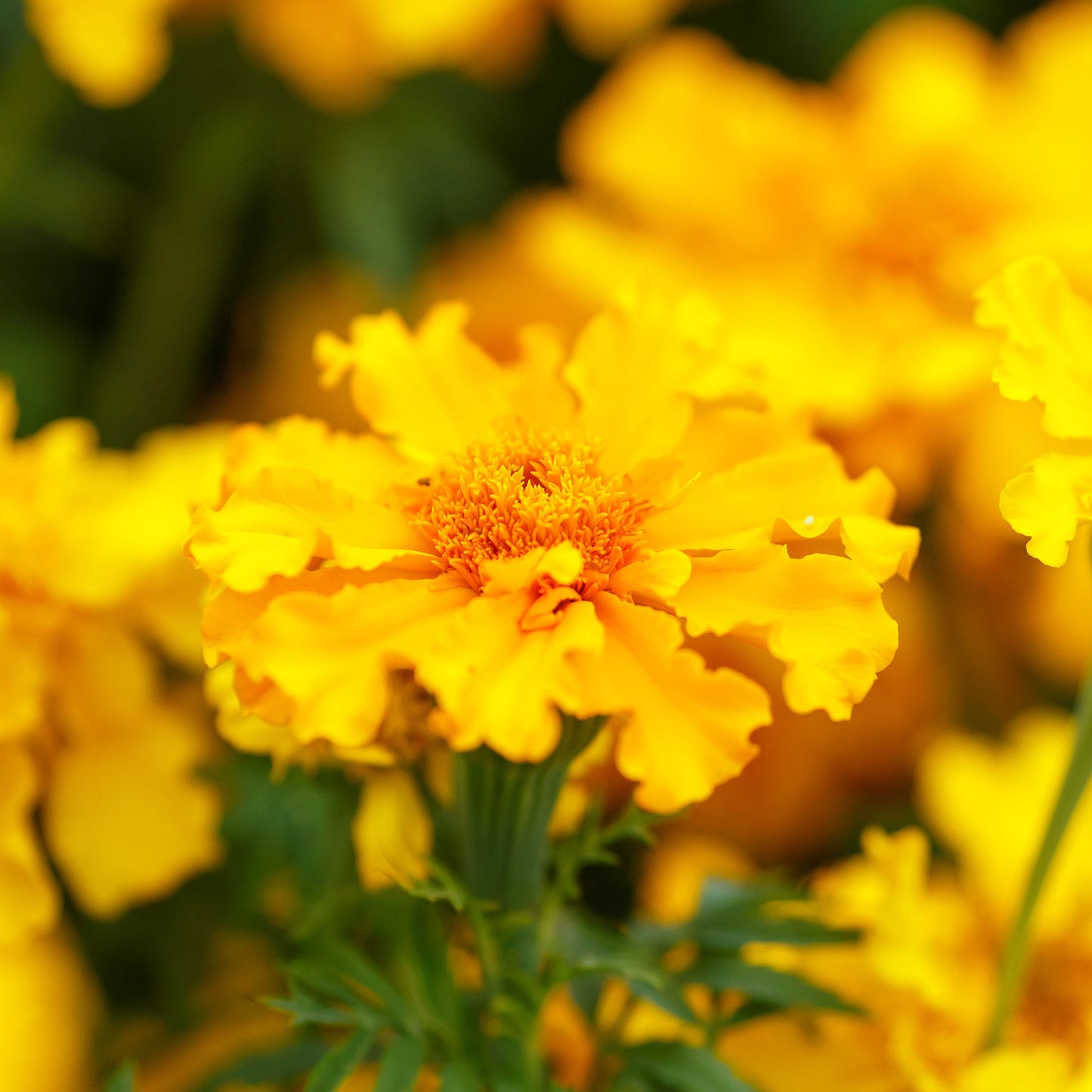 african marigold 