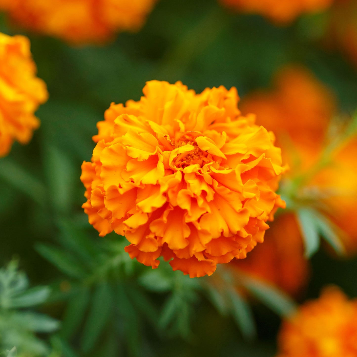 african marigold hawaii