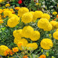 african marigold mary helen