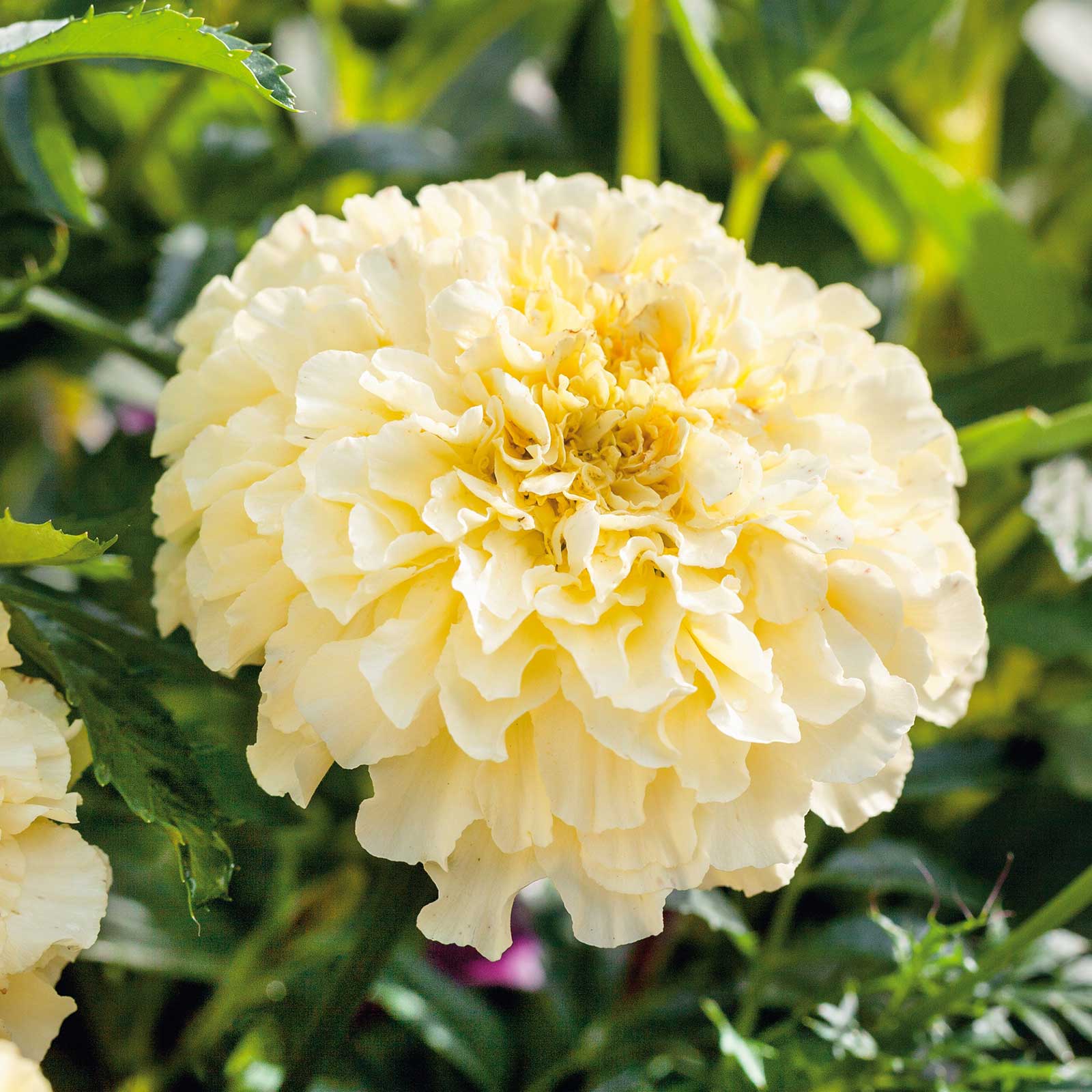 moonlight african marigold 