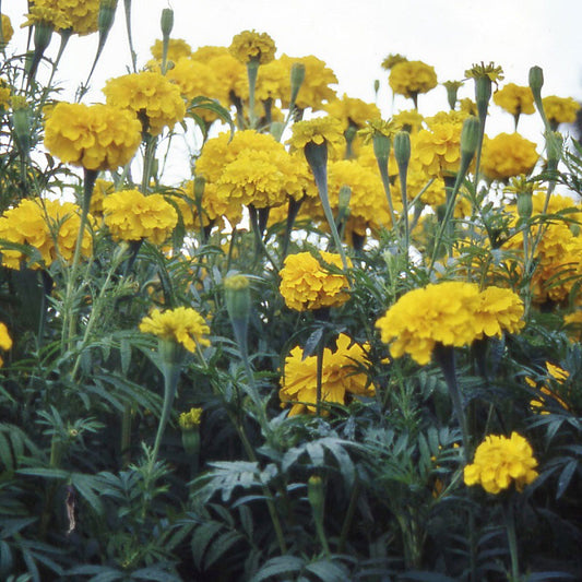 french marigold smiles