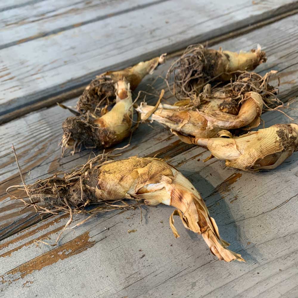 mexican tuberose bulbs