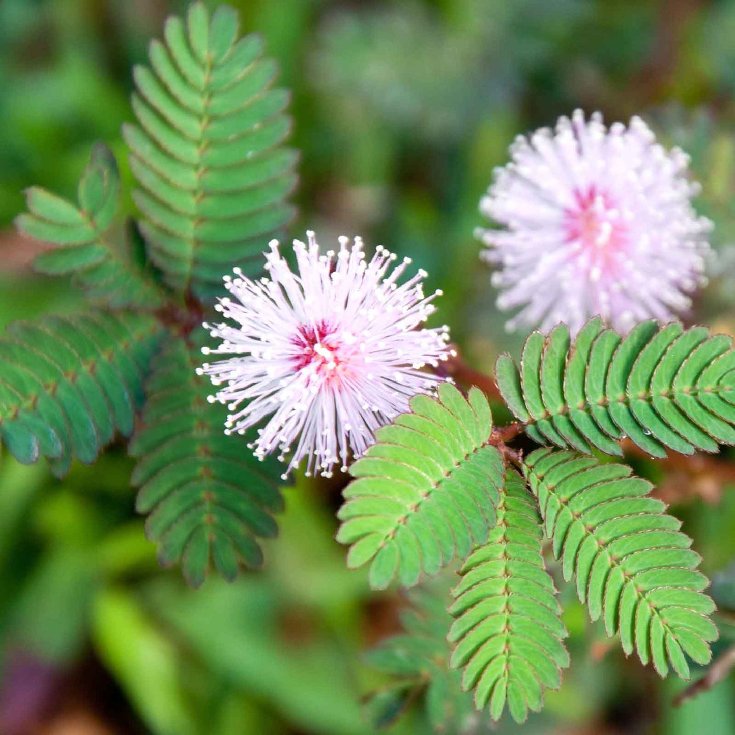 mimosa sensitive plant