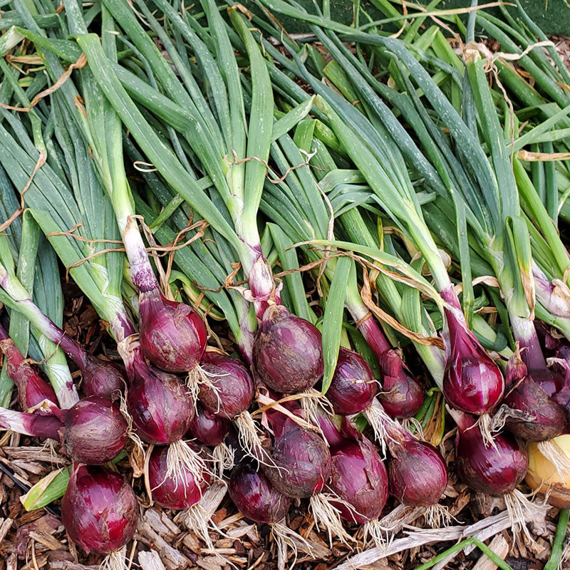 ruby red onion 