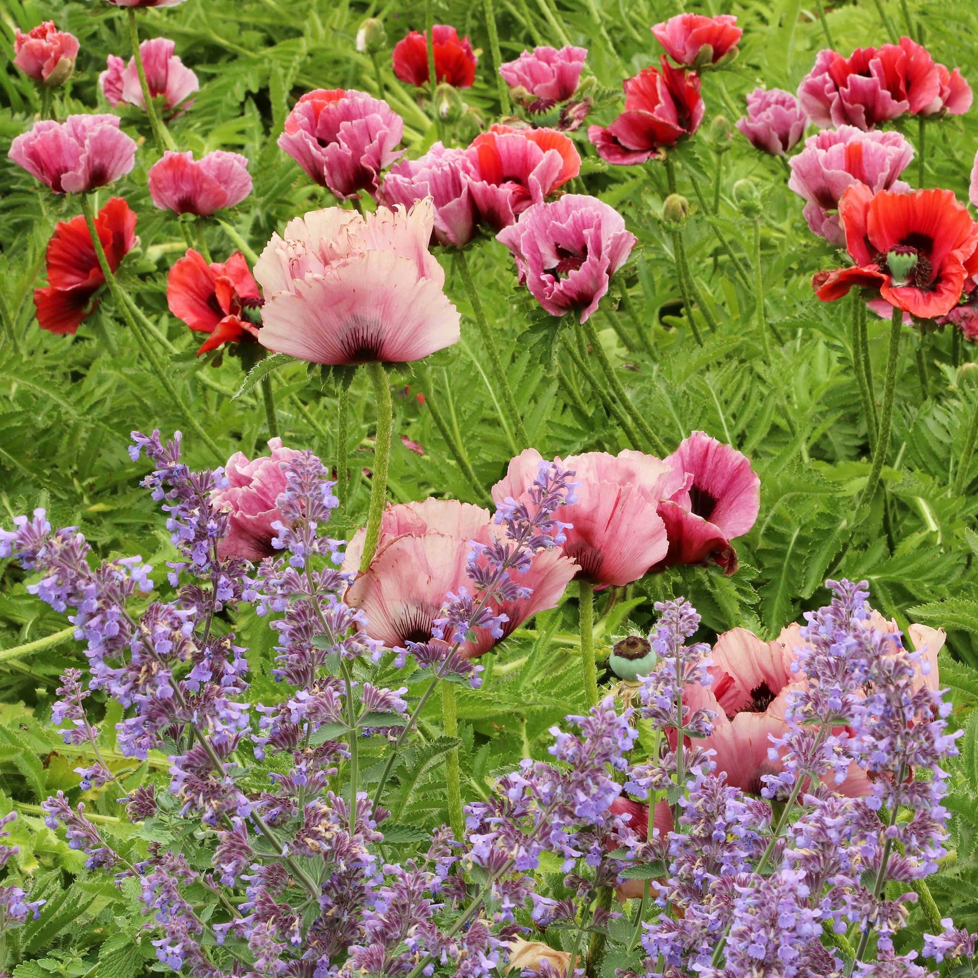 papaver fruit punch mix