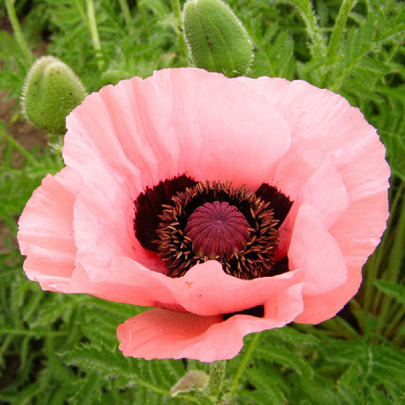 papaver helen elizabeth