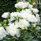 peony duchesse de nemours