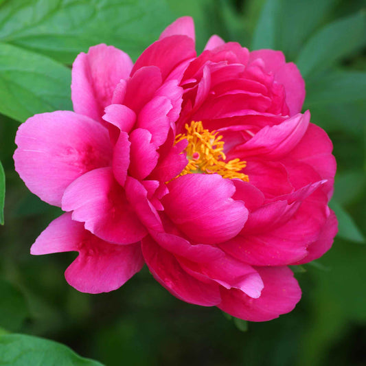 peony raspberry charm