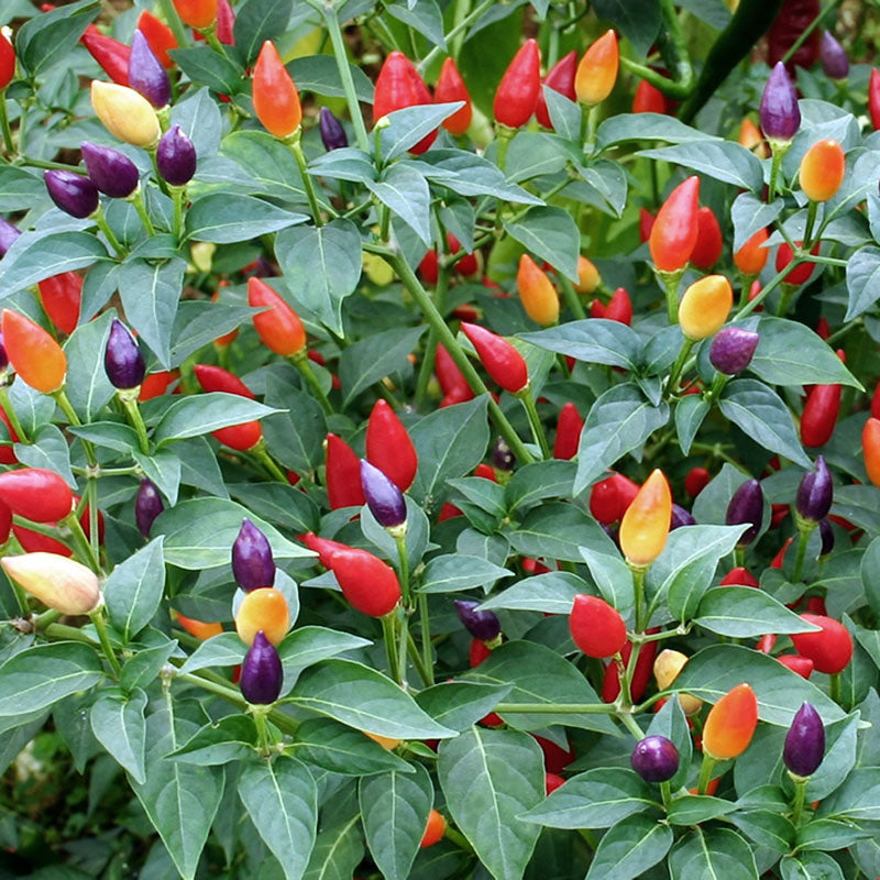 Ornamental Pepper Seeds Mix | Flower Seeds in Packets Bulk | Brothers