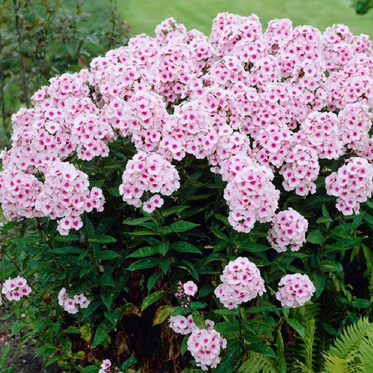 phlox bright eyes