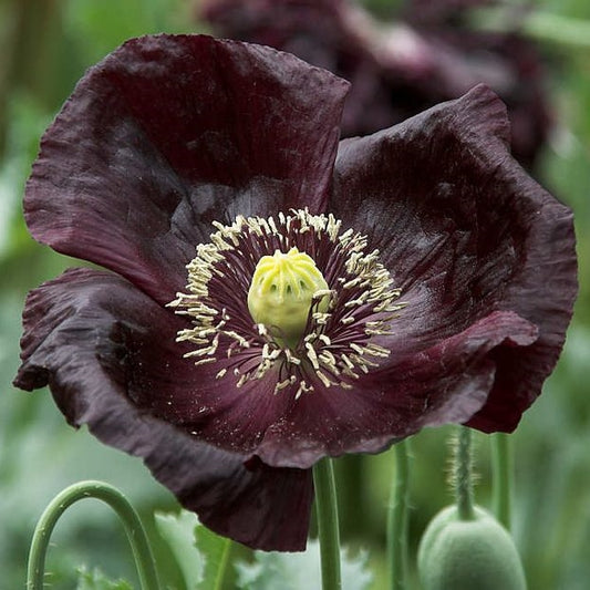 poppy midnight