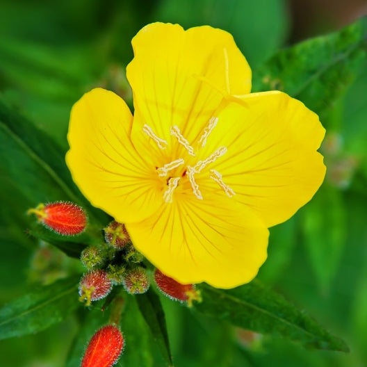 evening primrose 