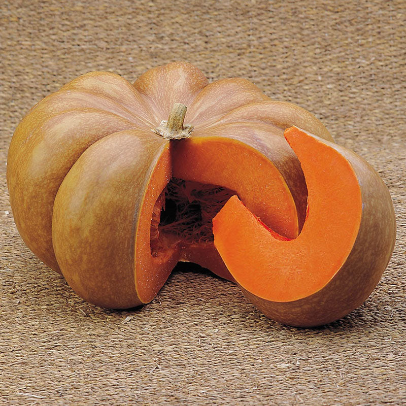 musquee de provence pumpkin 
