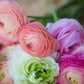 ranunculus bridal mix