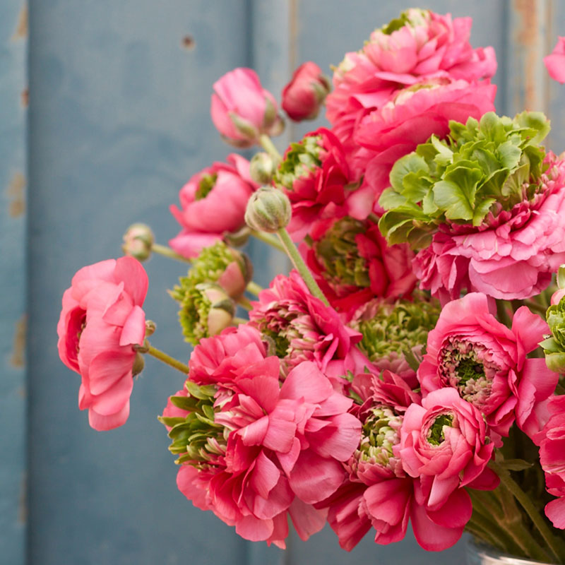 ranunculus super green rose