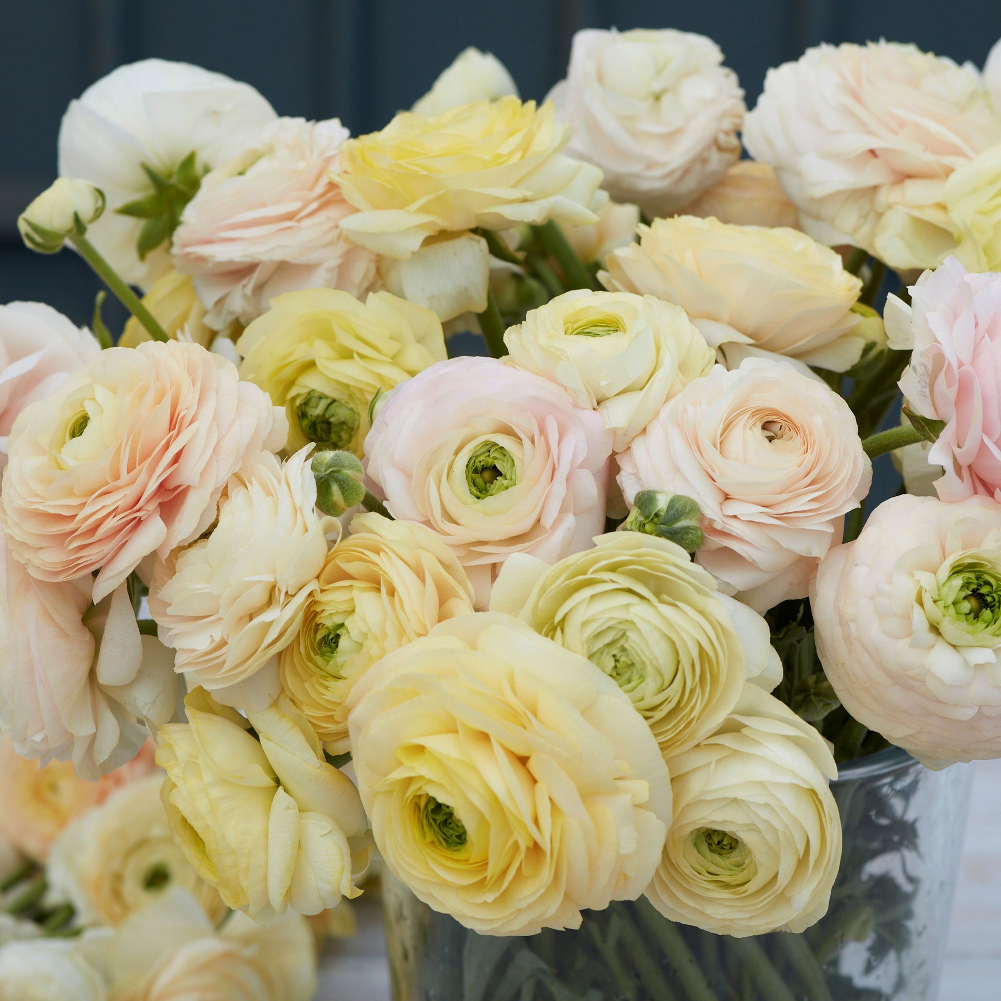 ranunculus wedding pastel