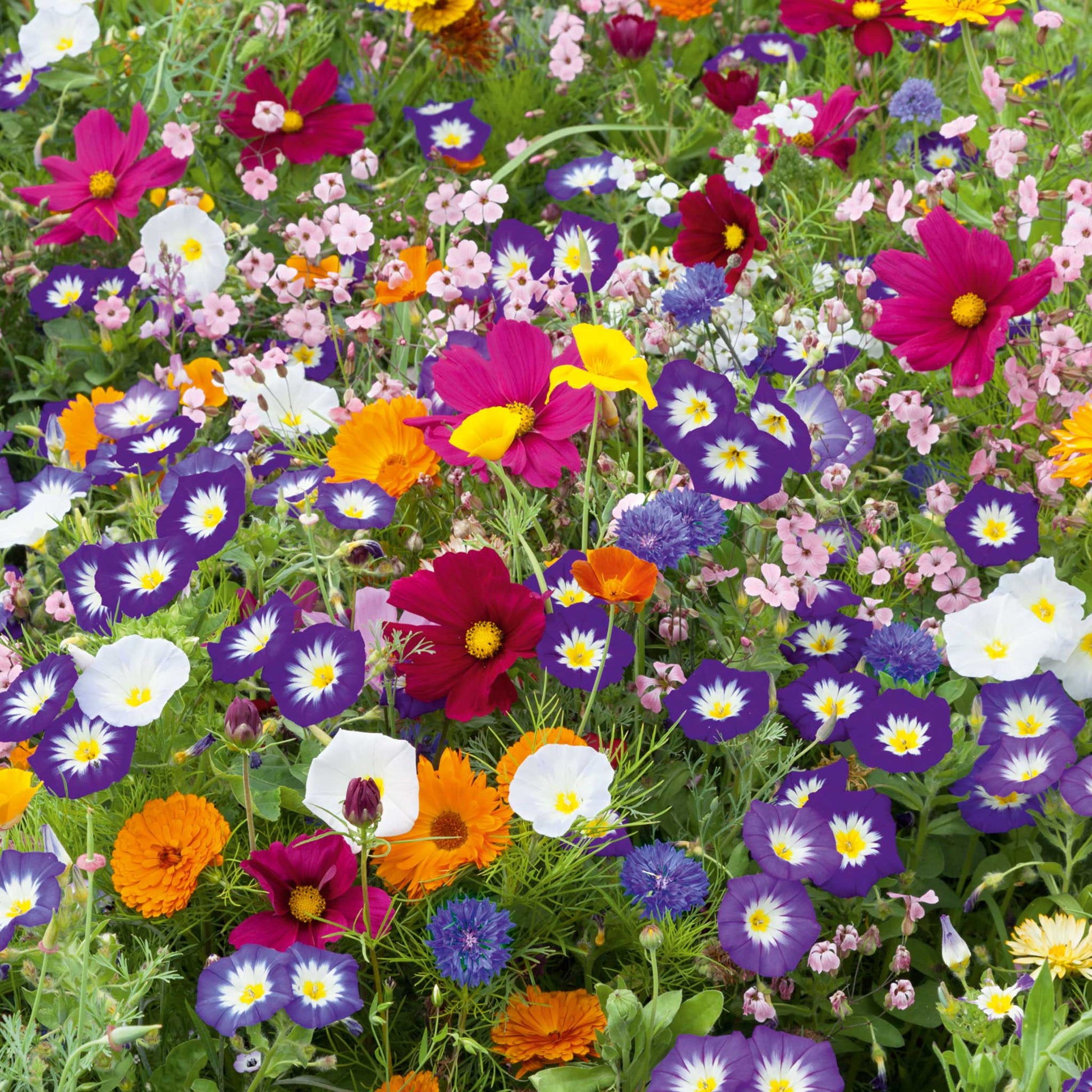 royal meadow flower seed mix