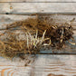 salvia roots