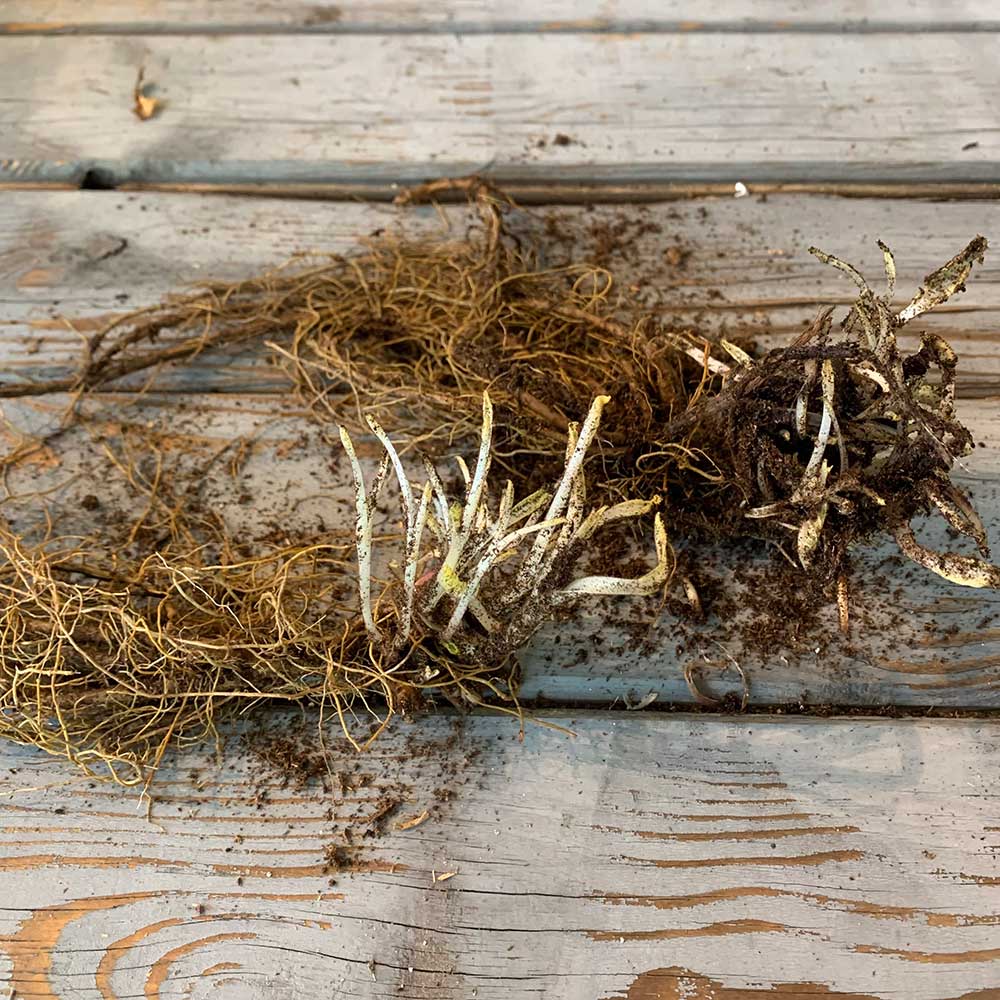 salvia roots