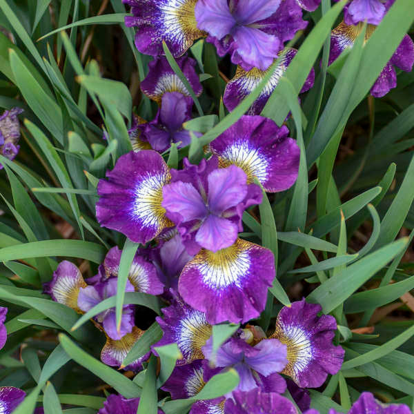 siberian iris contrast