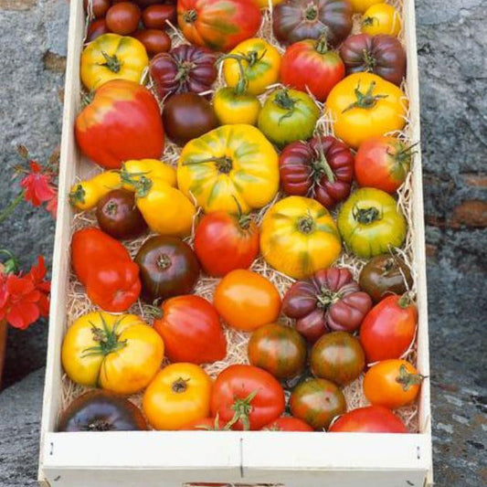 tomato heirloom rainbow mixture