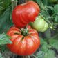 organic mortgage lifter tomato 