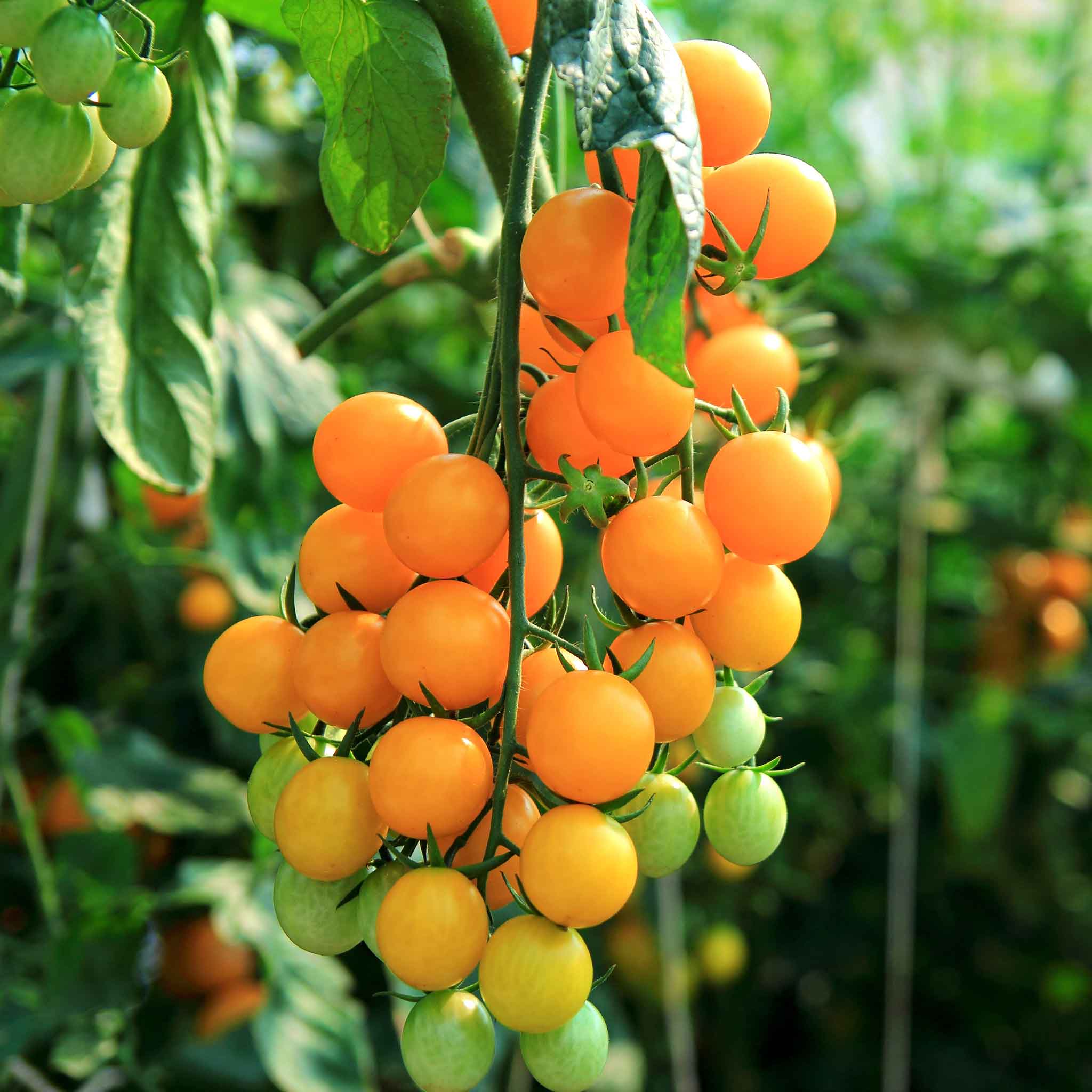 sungold tomato container