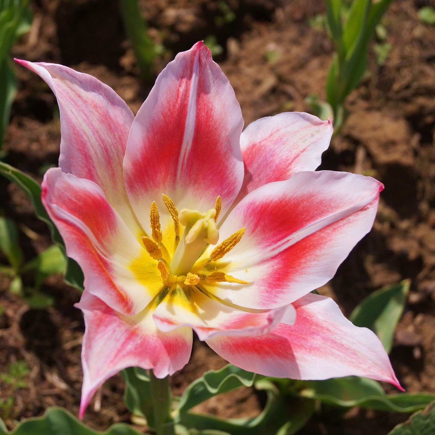 tulip blushing beauty