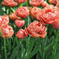 tulip copper image