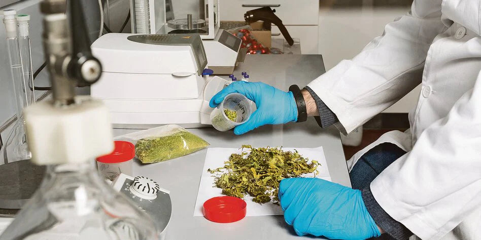 Cannabis Shop Laboranalysen
