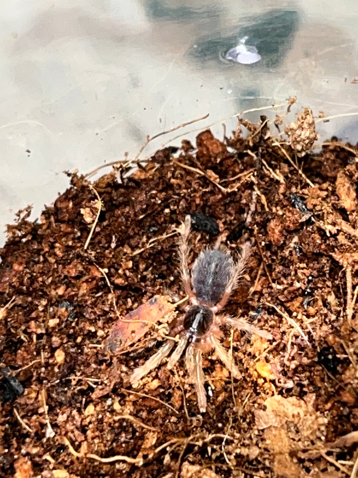 Davus sp Panama (Lava Tarantula)