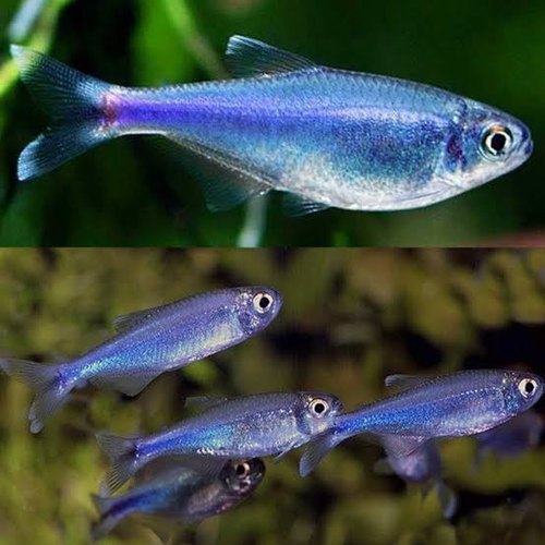 blue tetra fish