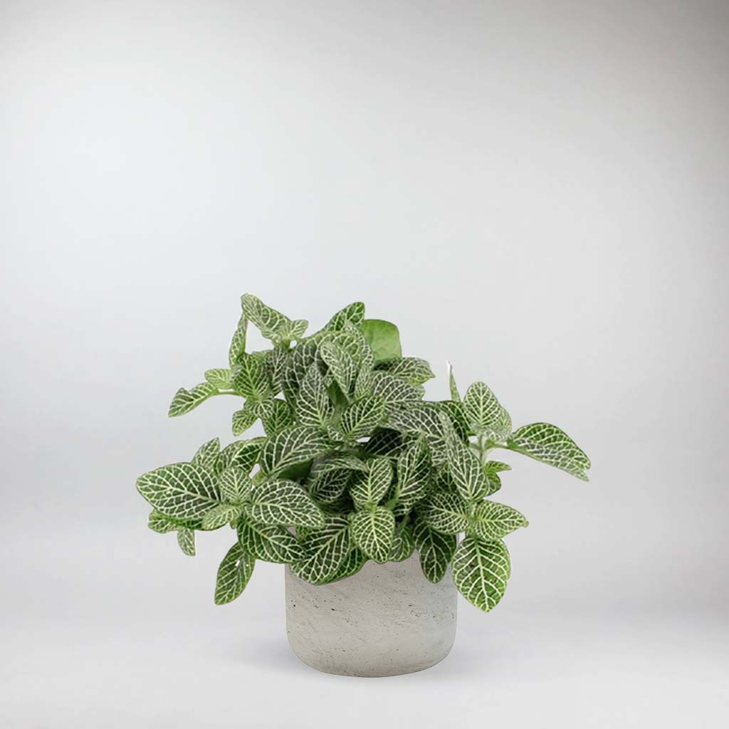 Fittonie 22cm grün-weiß ZF Kunstpflanzen künstliche Pflanzen Mosaikpflanze 