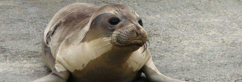 Marine Mammal Center Adopt-a-Seal program