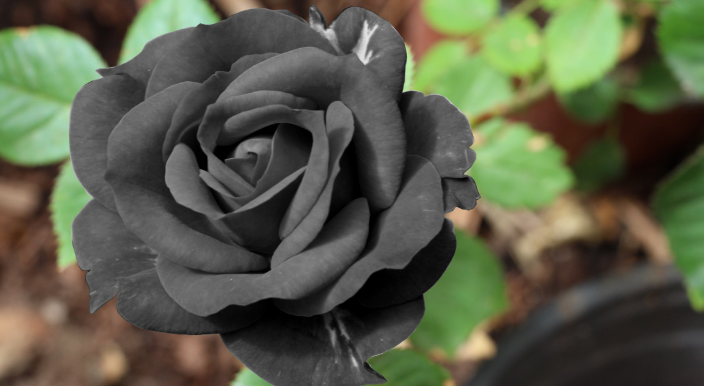 Black Rose Seeds for Sale - Perennial Flower Seeds | Black Flower Seed –  exoticflowerplant