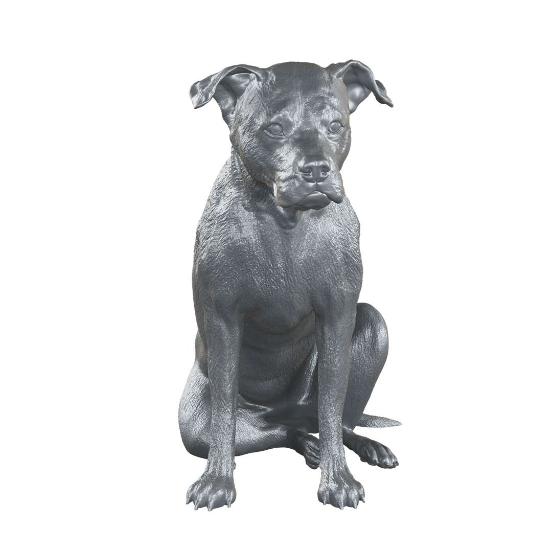 silver pitbull