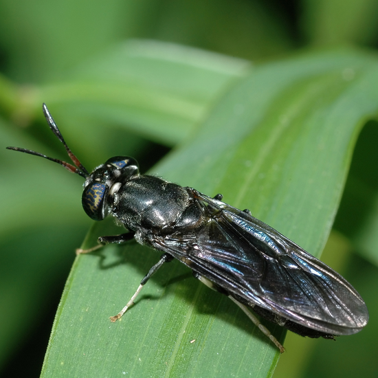 Closeup of a black soldier fly on a leaf