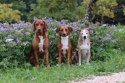 Three brown dogs sitting in front of violet flower bushes