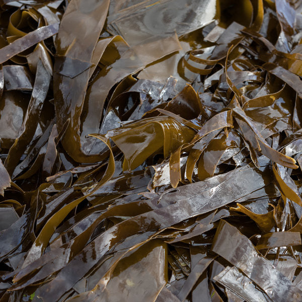 kelp vs seaweed