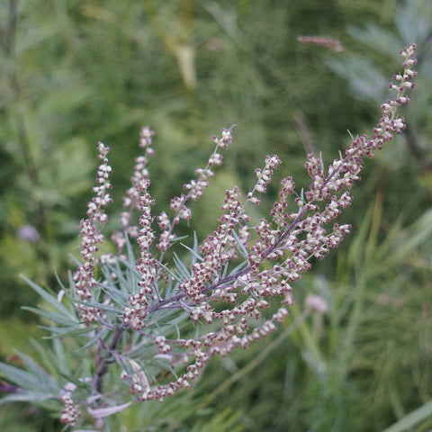 Artemisia-mugwort