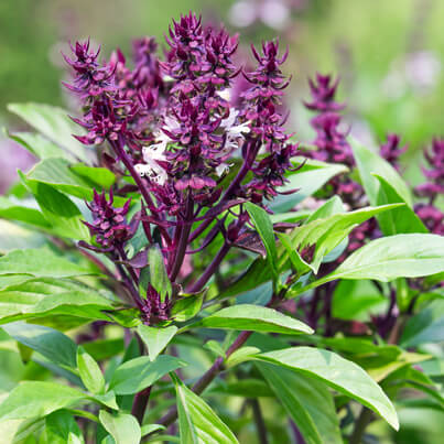 Holy Basil for Invigorating Mind and Heart