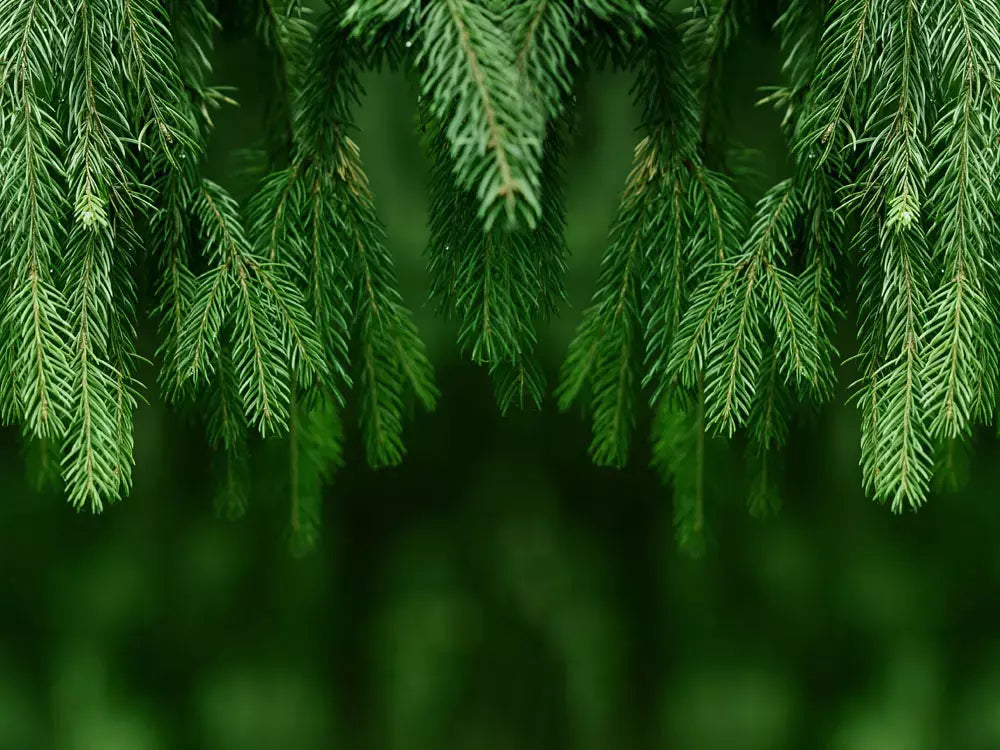 evergreen forest for gift guide